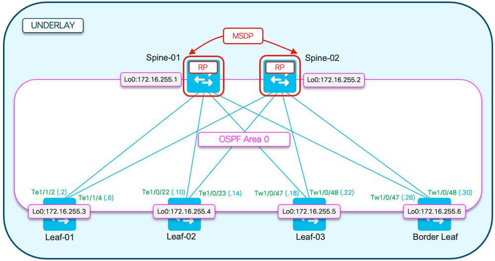 EVPN OSPF Underlay Topology